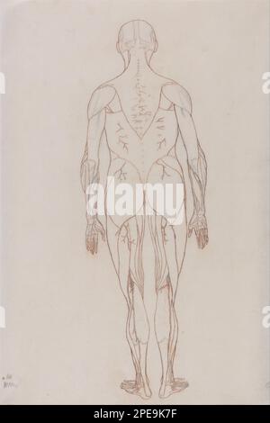 Eine vergleichende anatomische Darstellung der Struktur des menschlichen Körpers mit der eines Tigers und eines gewöhnlichen Geflügels: Menschliche Figur, Hinteransicht (Konturzeichnung für Schlüsselfigur zu Tabelle XII) 1795 bis 1806 von George Stubbs Stockfoto