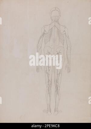 Eine vergleichende anatomische Darstellung der Struktur des menschlichen Körpers mit der eines Tigers und eines gewöhnlichen Huhnes: Menschliche Figur, Hinterbeine (Konturzeichnung für die Schlüsselfigur einer unveröffentlichten Platte) 1795 bis 1806 von George Stubbs Stockfoto