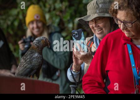 Ein Kaka (Nestor meridionalis)-Papagei, der mit Ökotouristen auf einer Vogelbeobachtungstour auf Stewart Island, Aotearoa Neuseeland interagiert. Stockfoto