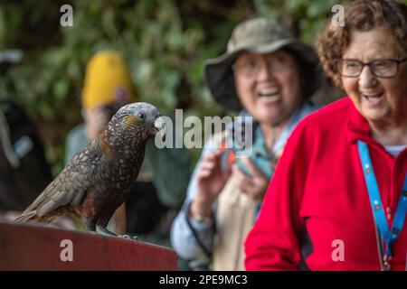 Ein Kaka (Nestor meridionalis)-Papagei, der mit Ökotouristen auf einer Vogelbeobachtungstour auf Stewart Island, Aotearoa Neuseeland interagiert. Stockfoto