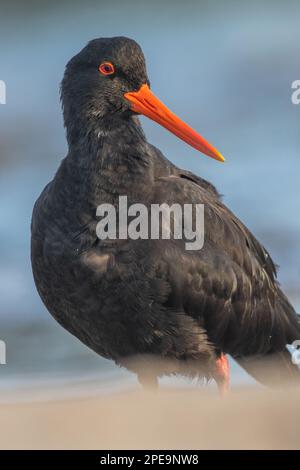 Variabler Austernauflauf (Haematopus unicolor) ein neuseeländischer endemischer Vogel am Strand der Stewart-Insel. Stockfoto