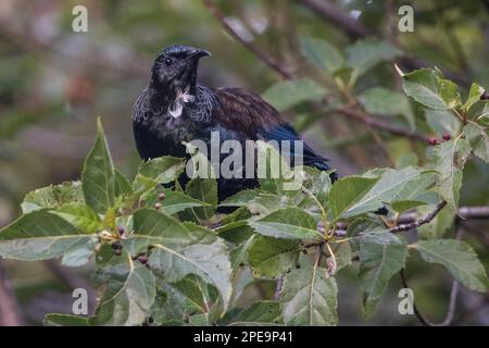 Die TUI (Prosthemadera novaeseelandiae), ein großer endemischer Passerinvogel, der in Aotearoa Neuseeland vorkommt. Stockfoto