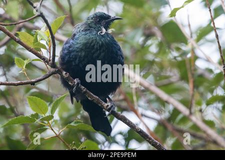 Die TUI (Prosthemadera novaeseelandiae), ein großer endemischer Passerinvogel, der in Aotearoa Neuseeland vorkommt. Stockfoto