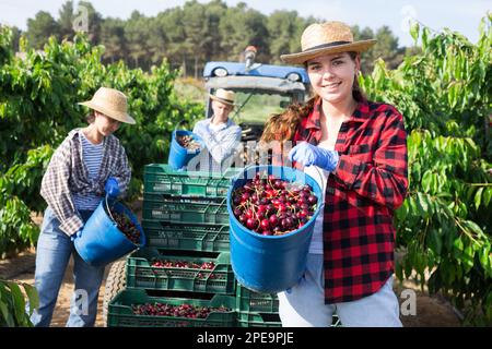 Junge, positive Bauernmädchen halten einen Eimer und zeigen Kirschen Stockfoto