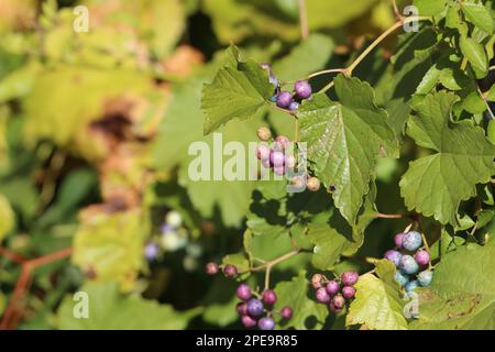 Kleine, bunte Porzellanbeeren in Blau, Pink und Violett. Sie wachsen auf einem Busch mit großen grünen Blättern. Stockfoto