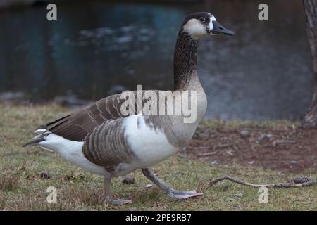 Eine grau-weiße Gans, die vor einem Teich auf Gras läuft. Stockfoto