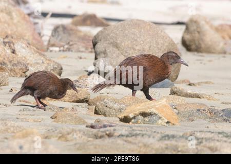 Ein Weka, Gallirallus australis, Eltern und Küken, die am Strand auf Ulva Island, einer Insel vor der Küste von Stewart im Süden von Aotearoa, spazieren. Stockfoto