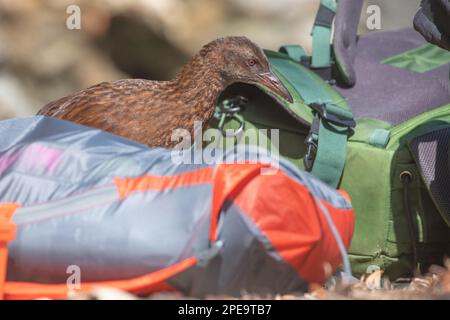 Ein weka (Gallirallus australis), der Rucksäcke an einem Strand auf der Insel Ulva in der Nähe der Stewart-Insel, Aotearoa Neuseeland, überfallen hat. Stockfoto