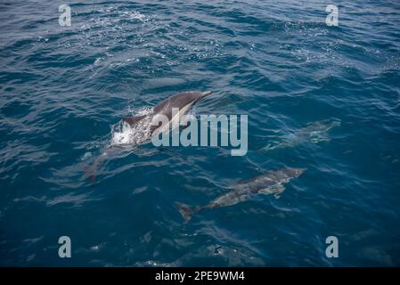 Pazifische Delfine folgen neben einer Fähre zum Channel Islands National Park im Süden Kaliforniens. Stockfoto