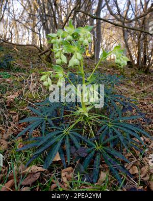 Stinkender Helleborus foetidus im Spätwald der Cotswold Stockfoto