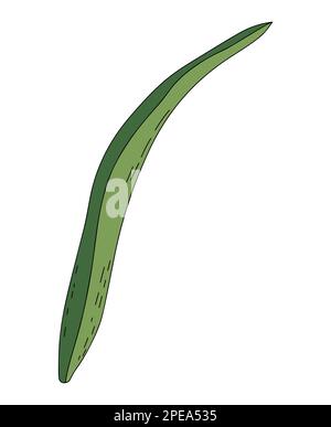 Handgezeichnetes, langes grünes Blatt mit einer kritzeligen Schattierung Stock Vektor