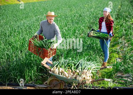 Gärtner Ehemann und Ehefrau während der Ernte von grünen Zwiebeln Stockfoto