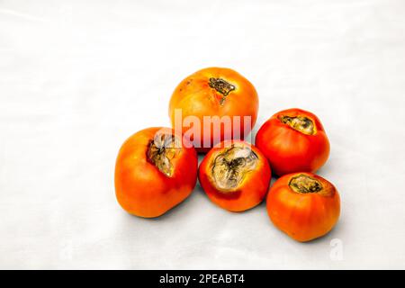 Tomatenblütenende-Fäulnis-Störung, wenn das Gewebe des Blütenendes der Frucht zerfällt und verrottet. Stockfoto