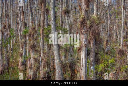 Luftpflanzen wachsen auf bald Cypress; Big Cypress National Preserve, Florida. Big Cypress grenzt an die nassen Süßwasserpräparate des Everglades National P. Stockfoto