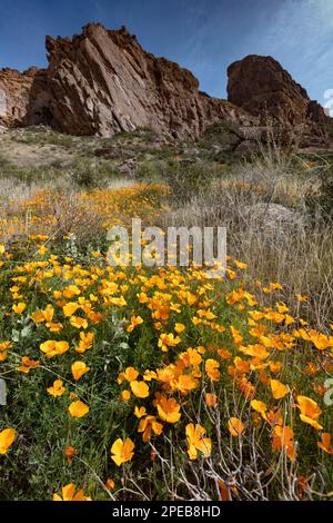 Mexikanischer Mohn, Eschscholzia californica, Organ Pipe Cactus National Monument, Arizona Stockfoto