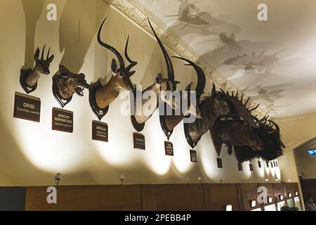 Köpfe verschiedener Tiere im Wollaton Hall Museum, England, Großbritannien. Hochwertiges Foto Stockfoto