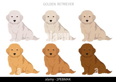 Golden Retriever Hunde in verschiedenen Posen und Fellfarben Cliparts. Vektorgrafik Stock Vektor
