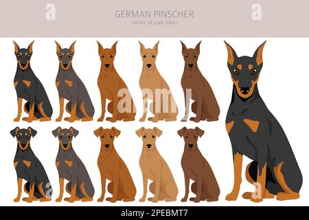 Deutscher Pinscher Clipart. Verschiedene Posen, Fellfarben eingestellt. Vektorgrafik Stock Vektor