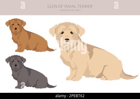 Glen of Imaal Terrier Clipart. Verschiedene Posen, Fellfarben eingestellt. Vektorgrafik Stock Vektor