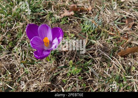 Lila Krokus, der aus dem Wintergras sticht. Frühlingszeichen nähert sich. Einzelne Blume auf der linken Seite des Fotos. Stockfoto