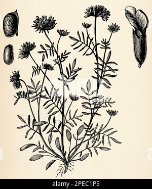 Wurzelsystem, Stamm, Blumen und Früchte der Anthyllis-Anfälligkeit. Antike stilisierte Illustration. Stockfoto