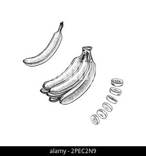 Bananenobst und Palmenblätter. Handgemalt mit Tinte im Vintage-Stil. Lineares Grafikdesign. Detaillierte vegetarische Speisen. Vektordarstellung für Beschriftung Stock Vektor