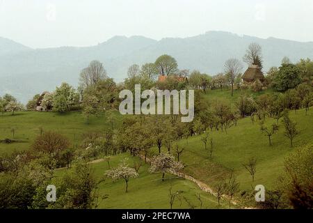 Alba County, Rumänien, ca. 1980. Ländliche Anwesen im Apuseni-Gebirge mit Häusern und traditionellen Strohdächern, umgeben von Weiden und Obstgärten. Stockfoto