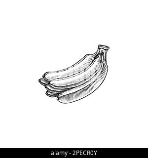 Bananenobst und Palmenblätter. Handgemalt mit Tinte im Vintage-Stil. Lineares Grafikdesign. Detaillierte vegetarische Speisen. Vektordarstellung für Beschriftung Stock Vektor