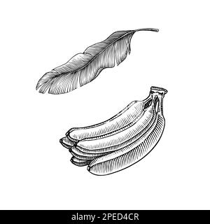 Bananenobst und Palmenblätter. Handgemalt mit Tinte im Vintage-Stil. Lineares Grafikdesign. Detaillierte vegetarische Speisen. Vektordarstellung für Beschriftung Stock Vektor