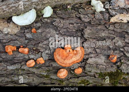 Cinnabar Polypore, weiße Bracket Pilze und die meisten auf einem Holzstamm in Camp Ground Road Woods des Plaines, Illinois Stockfoto