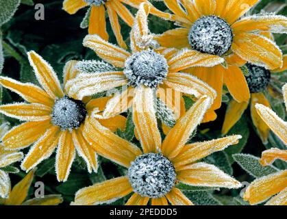 Im Frühherbstfrost werden die Blüten der schwarzen Susan in den Pocono Mountains von Pennsylvania bedeckt Stockfoto