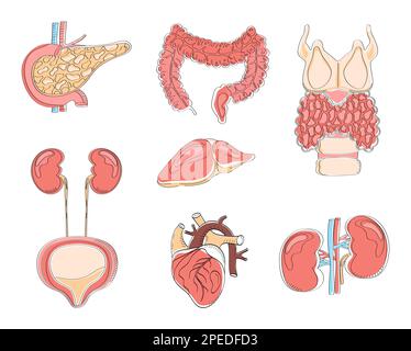 Vektorstil menschlicher innerer Organe. Pankreas, Herz, Darm, Schilddrüse sind auf weißem Hintergrund isoliert. Cartoon-Symbolvektor der Anatomie Stock Vektor