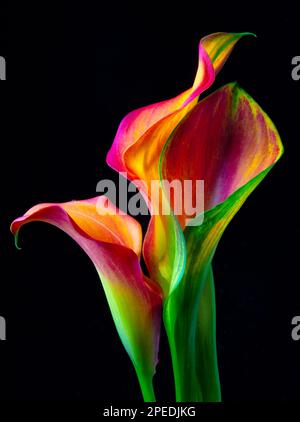 Drei Wunderschöne Calla Lilies Still Life Stockfoto