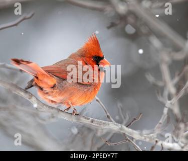 (Ottawa, Kanada---17. Februar 2023) nördlicher Kardinal in den Fletcher Wildlife Gardens in Ottawa. Foto Copyright 2023 Sean Burges / Mundo Sport Stockfoto