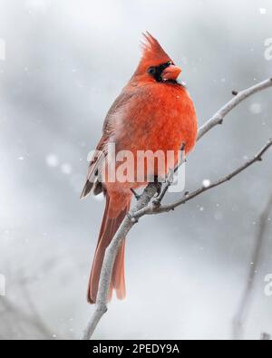 (Ottawa, Kanada---17. Februar 2023) nördlicher Kardinal in den Fletcher Wildlife Gardens in Ottawa. Foto Copyright 2023 Sean Burges / Mundo Sport Stockfoto