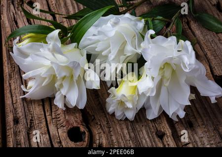 Weiße Doppelrose Lily Still Life Stockfoto