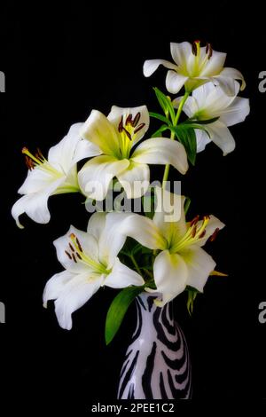 Gestreifte Vase Weißer Lilien Stockfoto