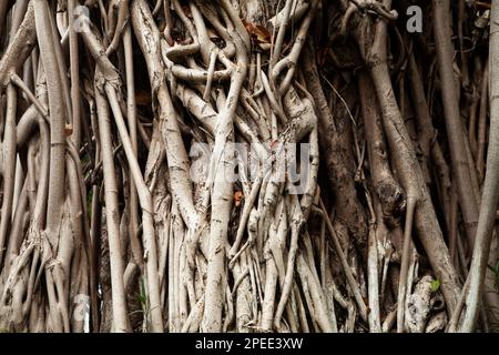 Ein riesiger alter banyan-Baum mit verwickelten Stämmen. Bedrohliches Zauberwaldkonzept Stockfoto