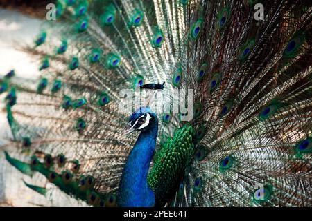 Eleganter Pfau zeigt seinen Schwanz als Teil eines Paarungsrituals. Blauer und grüner männlicher Pfau mit Zugfedern Stockfoto