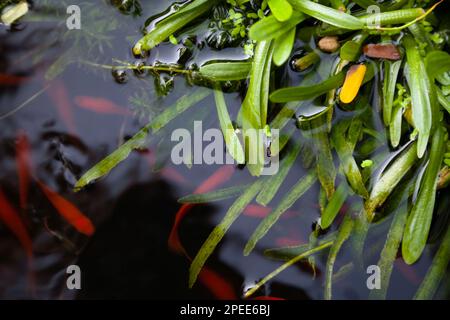 Kleiner roter Aquariumfisch, der in einem asiatischen Teich voller Wasserpflanzen schwimmt. Blick von oben auf eine Gruppe kleiner Orangenfische im dunklen See Stockfoto