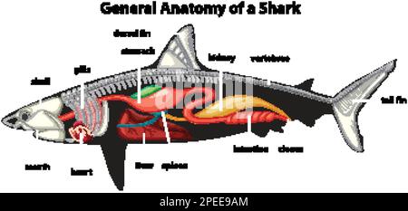 Abbildung des Diagramms zur allgemeinen Anatomie eines Haifischs Stock Vektor