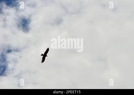 Ein Falke breitet seine Flügel und Kreise kontinuierlich am Himmel der Kalajun-Prärie in Xinjiang aus Stockfoto