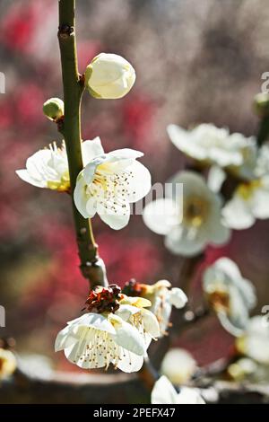 Weiße Pflaumenblüten schließen sich im Vordergrund mit einem hellen, zarten blauen Himmel im Hintergrund Stockfoto