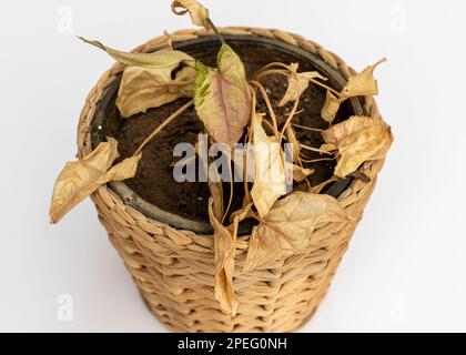 Arrowhead-Pflanze mit trockenen Blättern in einem Topf auf isoliertem weißem Hintergrund Stockfoto