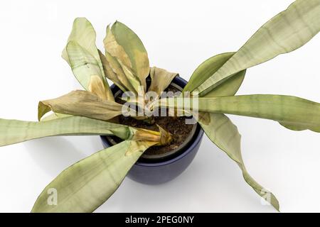 Moonshine sansevieria Wurzelfäule, isoliert auf weißem Hintergrund Stockfoto