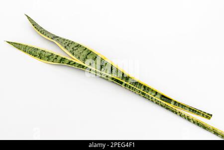 Die Schlangenpflanze Sansevieria trifasciata Laurentii hinterlässt eine Nahaufnahme auf weißem Hintergrund isoliert Stockfoto