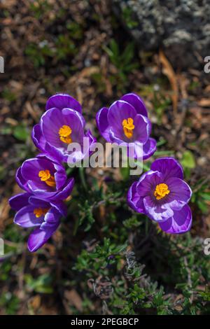 Frühjahrsgrunzen. Blühende Krokusse auf einer grünen Wiese. Krokusse als Symbol des Frühlings. Blühendes lila Crocus. Lila Crocus Iridaceae - Die Iris-Familie Stockfoto