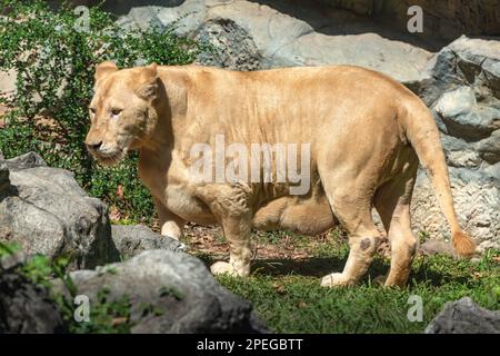 Big bengal Tiger weibliche Löwin Vorbestellung vor der Geburt Bauch Stockfoto