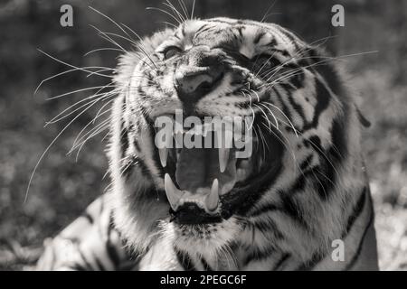 Der große bengalische Tiger knurrt im Zoo schwarz-weiß Stockfoto