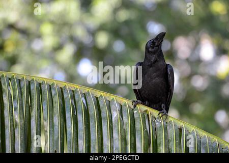 Schwarzer Rabe sitzt auf einem Palmenzweig und schaut in den Lumpini-Nationalpark Bangkok Thailand Stockfoto